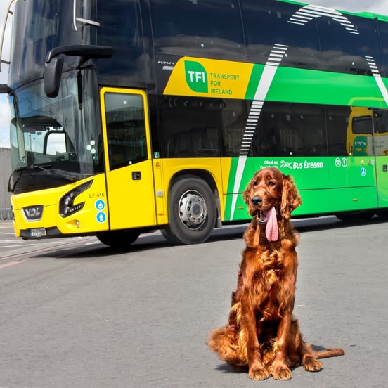bus-eireann-dog-and-TFI-Bus-Eireann-bus